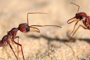 Dubbo Ant Management
