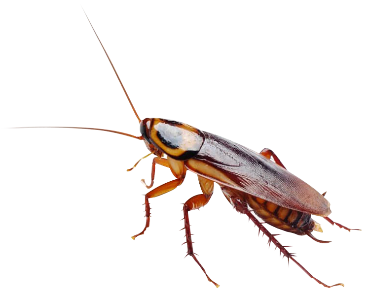 Pest Alert | Cockroaches - No. 1 in Eradication - German Cockroaches