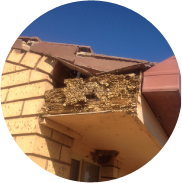 Termite Damage