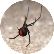 Redback Spider