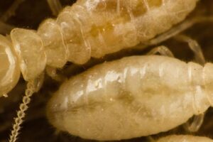 Dubbo Termite Management