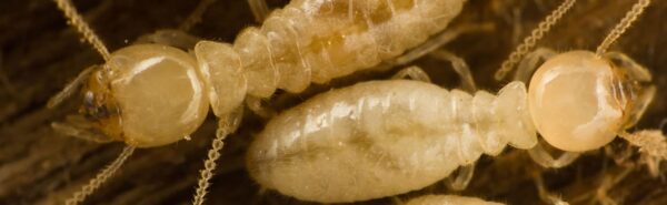 Dubbo Termite Management