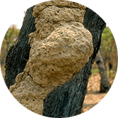 Termite Nest Location
