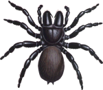 Mouse Spider Female