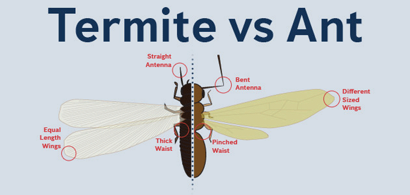 Termite vs Ant