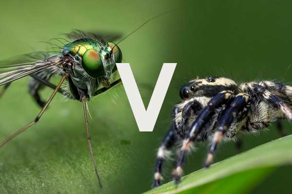 Mosquito vs Spider