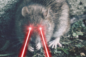 Laser Rat